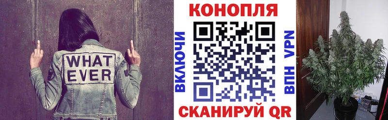 Купить  Куровское  Бошки Шишки конопля 